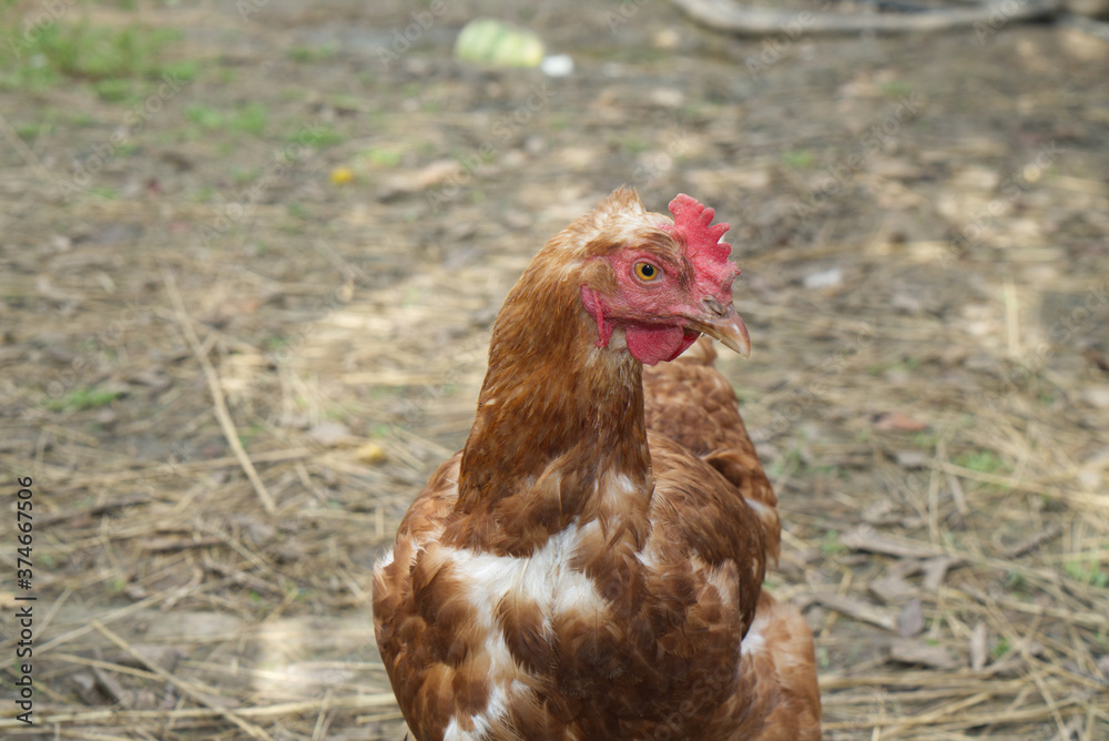 Fototapeta premium Portrait of a red chicken on the grass
