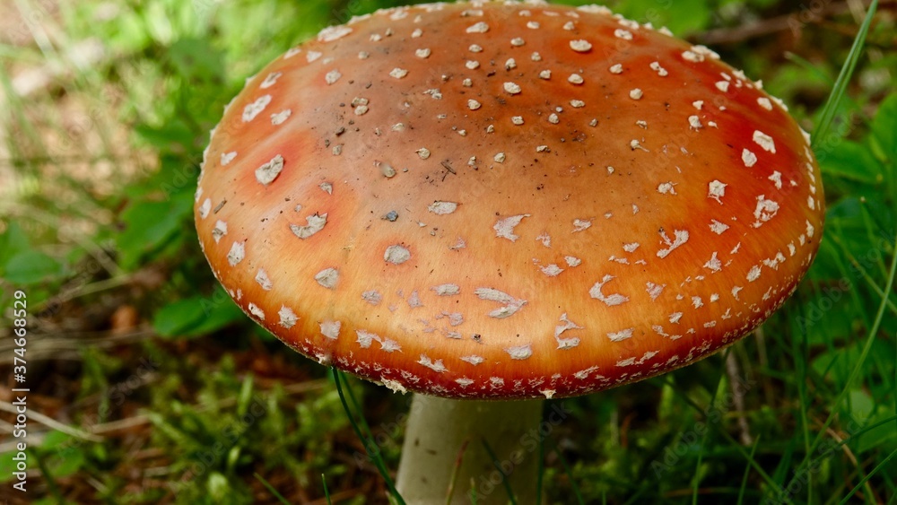 Obraz premium Fliegenpilz in der Natur, Nahaufnahme