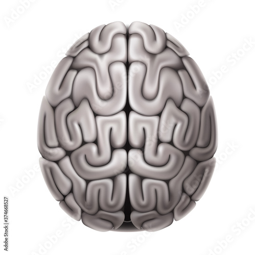 Vector human brain anatomy structure 3d icon