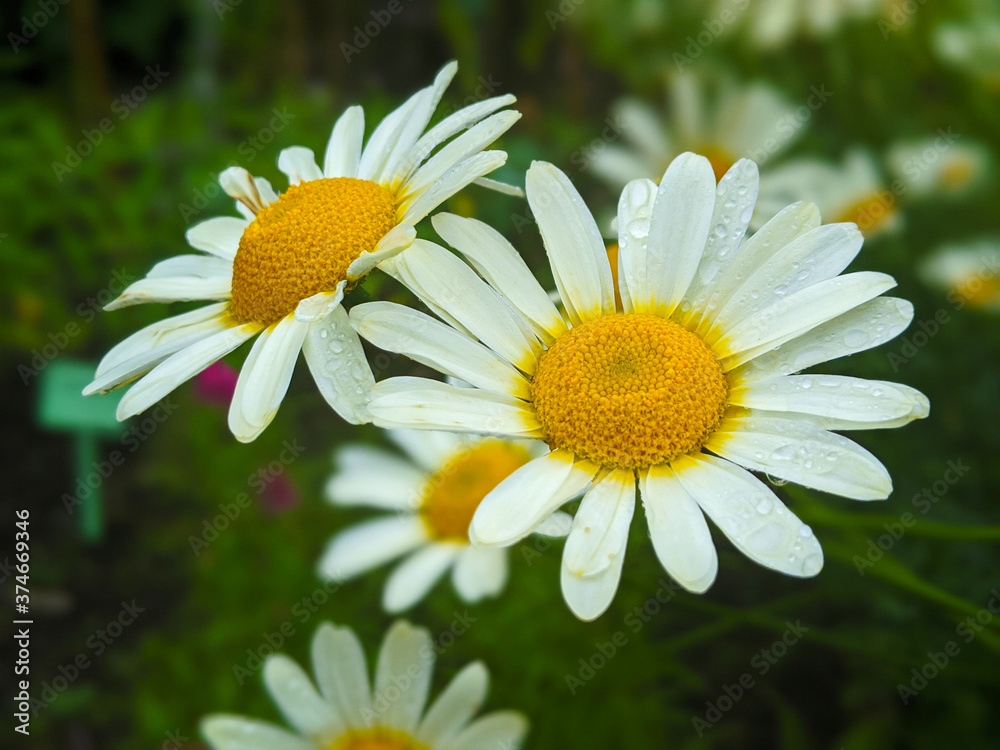 Fototapeta premium daisies in the garden