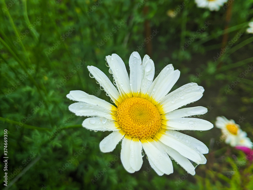 daisy flower in the grass