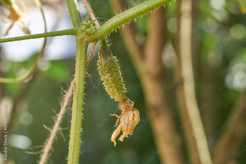 Fototapeta premium Gurke klein