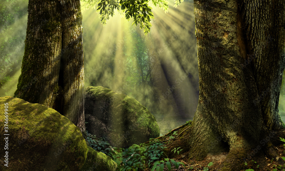 Forest landscape with sun rays, mist, mossy rocks and old trees