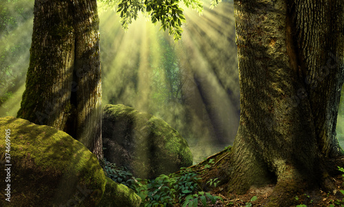 Forest landscape with sun rays, mist, mossy rocks and old trees