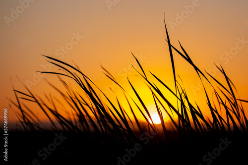 Silueta de hierba en puesta de sol