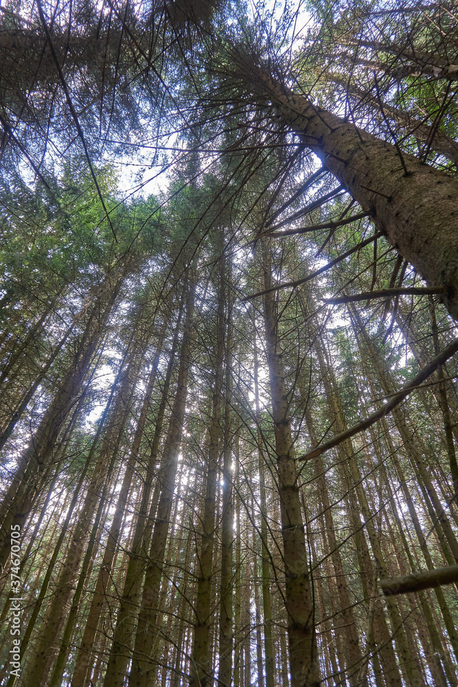 Fototapeta premium Wald