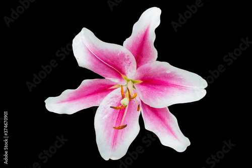 Beautiful pink lily flower isolated on black background with copy space. Close up Lily flower isolated over black with clipping path.