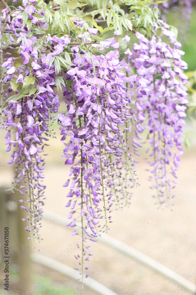 Naklejka premium Close up of beautiful purple wisteria flowers, Kyoto, Japan, soft focus