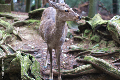 Beautiful and cute deer in a small jungle at Nara  Japan  soft focus