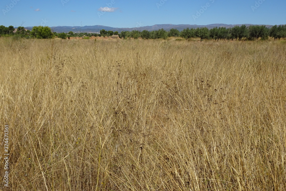 Dry Yellow Country Grass Landscape