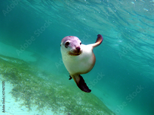 A friendly sea lion under the sea