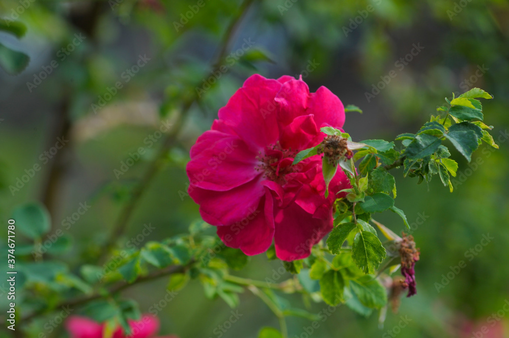 blooming rose in rose garden blooming rose in rose garden