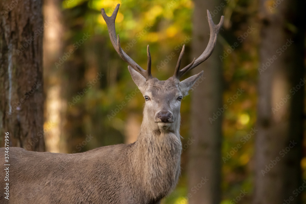 Hirsch