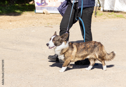 A dog with its owner at a dog festival - competition in the city of Ako in northern Israel photo