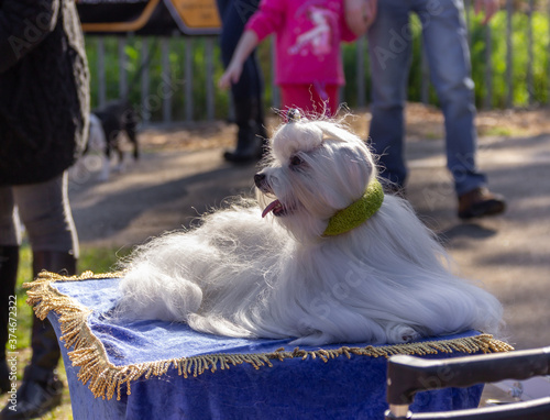 White lapdog at a dog festival - competition in the city of Ako in northern Israel photo