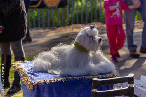 White lapdog at a dog festival - competition in the city of Ako in northern Israel photo