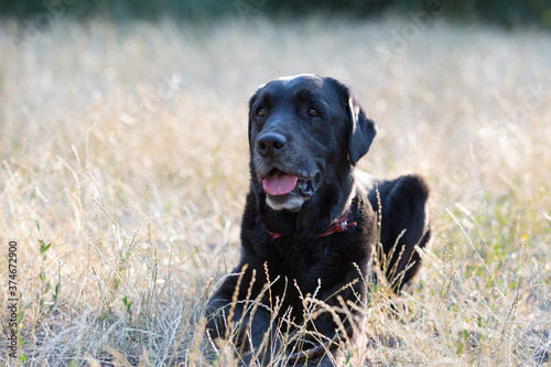 Black labrador in the park.