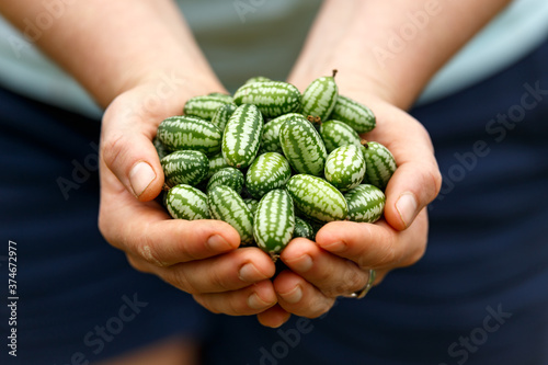 cucamelon, Melothria scabra or mousemelon, mexican fruit freshly harvested in farmer's hand in summer kitchen garden