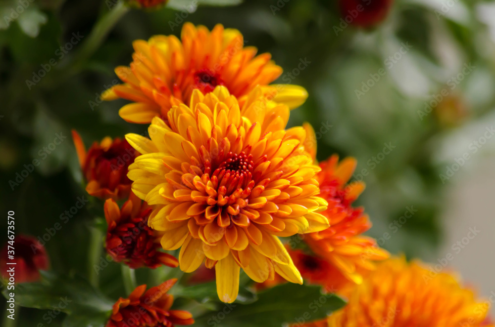 Blossom chrysanthemums red-orange-yellow texture for calendar Blossom chrysanthemums red-orange-yellow texture for calendar