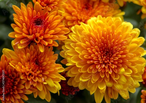 Blossom chrysanthemums red-orange-yellow texture for calendar