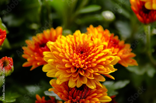 Blossom chrysanthemums red-orange-yellow texture for calendar