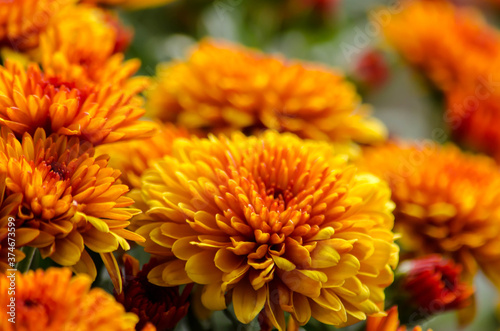 Blossom chrysanthemums red-orange-yellow texture for calendar © m.lexandrovna