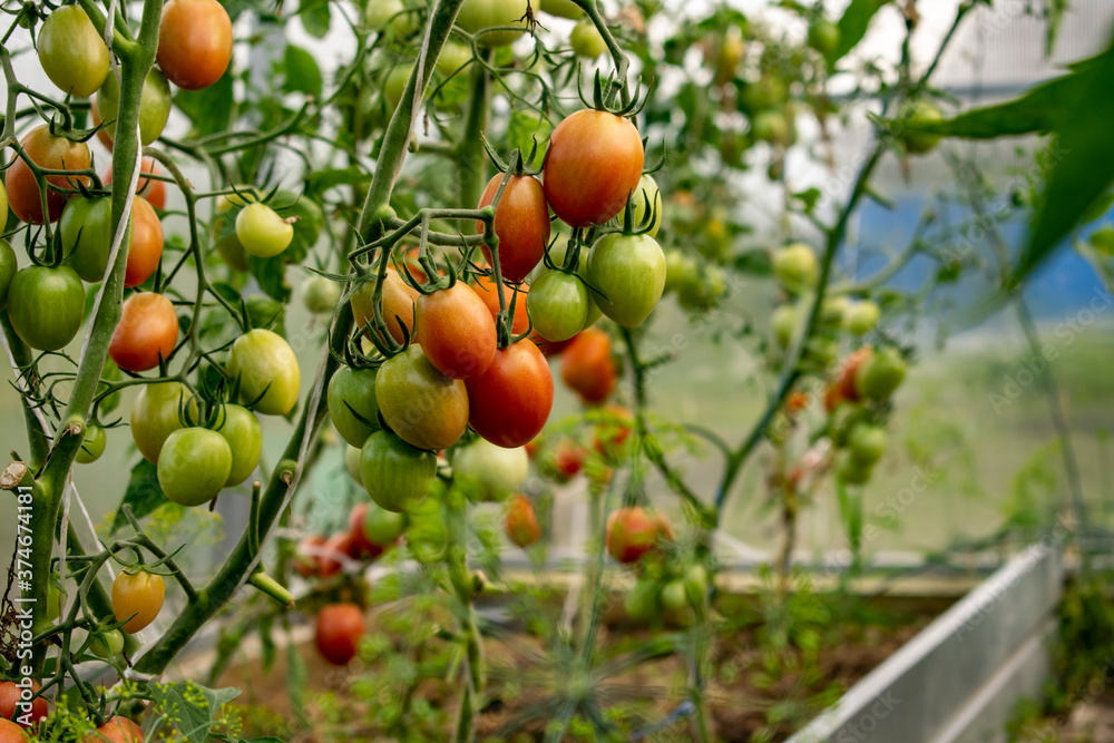 Tomatoes grown in a greenhouse.
