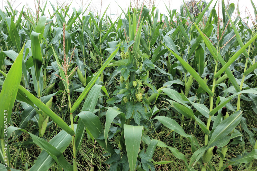 Obraz premium Mais mit Hopfen