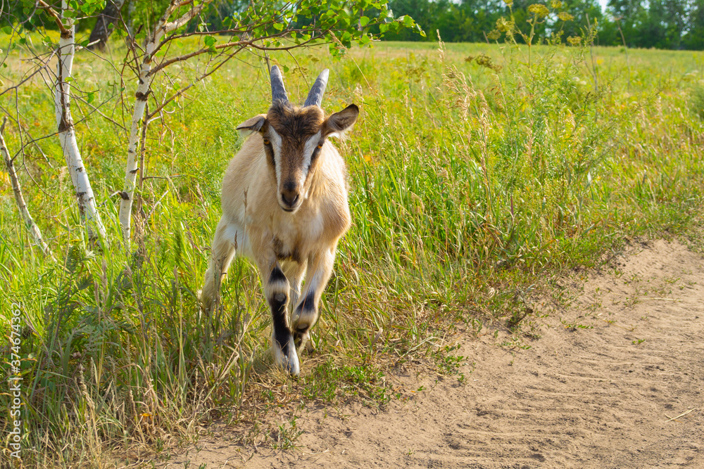 Naklejka premium Striped kid in a field near a birch tree