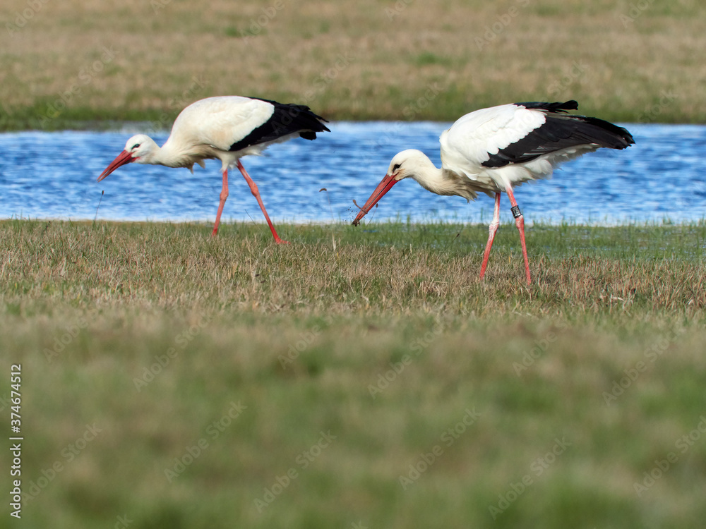Fototapeta premium Weissstorch, Ciconia ciconia
