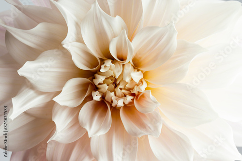 Close up of a huge creme blooming Dahlia flower Cafe au Lait Hybrid