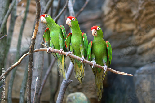 Finsch's parakeet (Psittacara finschi), three cute green birds with red heads standing on branch photo