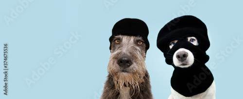 Banner funny two pets dog robbers wearing balaclava ski mask. Isolated blue background. Carnival or halloween concept. photo