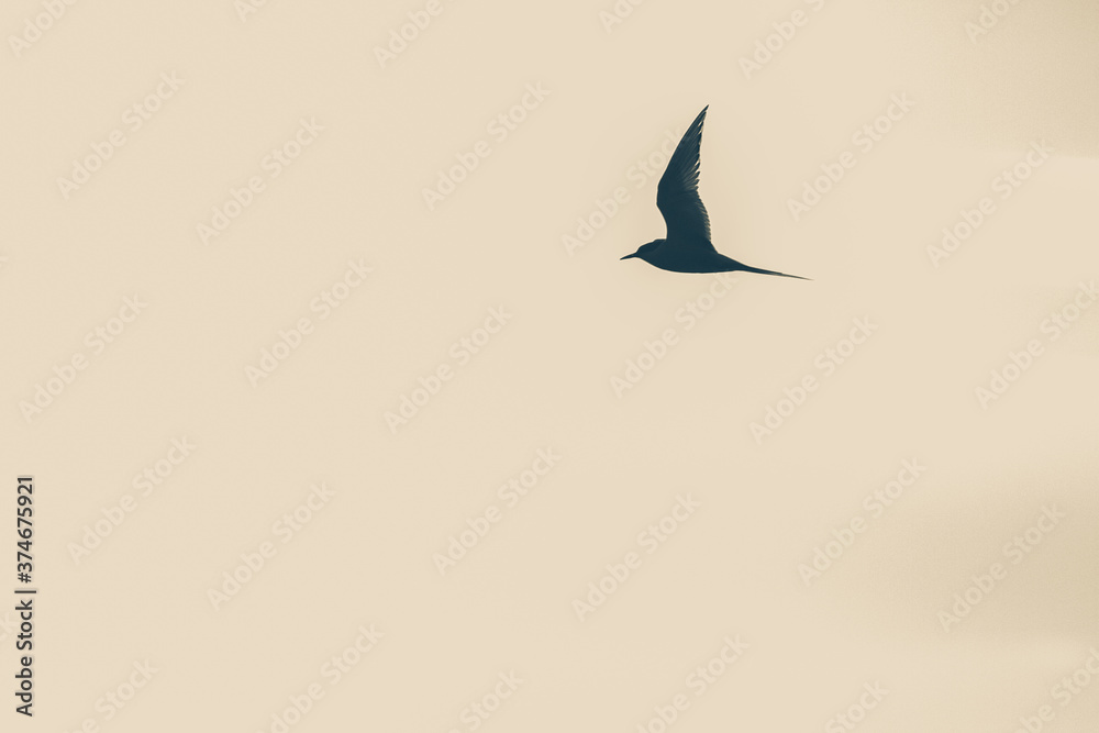 Fototapeta premium silhouette of a common tern
