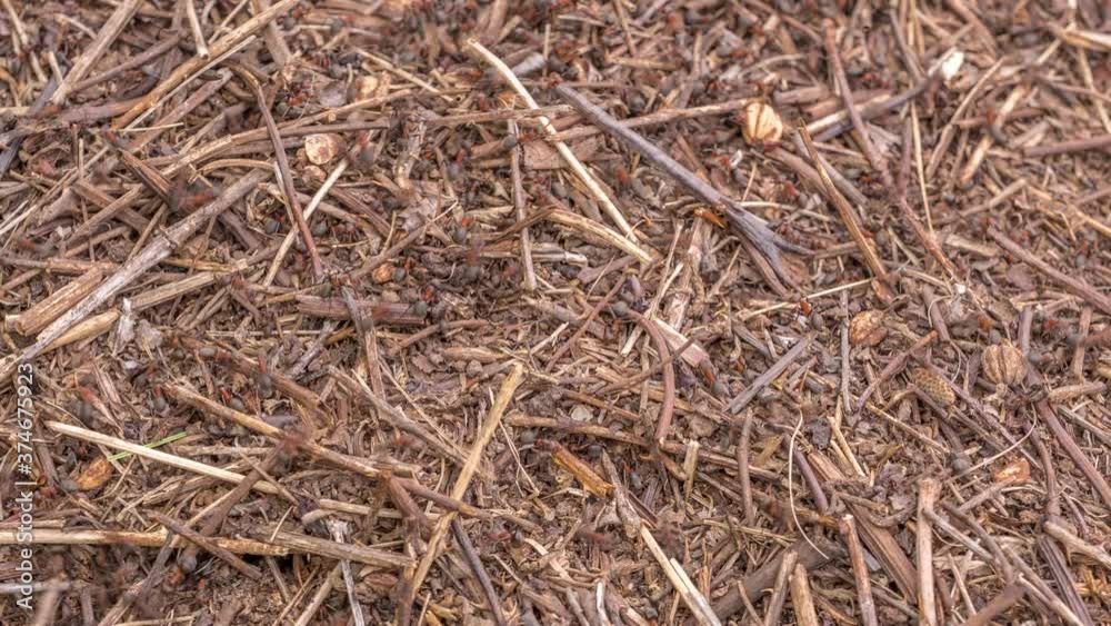 Big anthill in the woods timelapse. Big anthill with colony of ants in summer forest. Ants on the ant hill in the woods closeup, macro. They mooving sticks and building their house Big anthill in the woods timelapse. Big anthill with colony of ants in summer forest. Ants on the ant hill in the woods closeup, macro. They mooving sticks and building their house