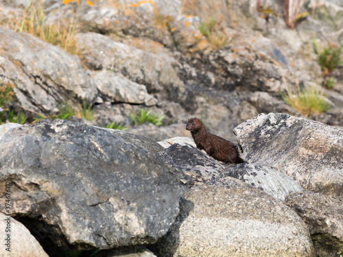 Mink on a rock by the shore in the Baltic Sea