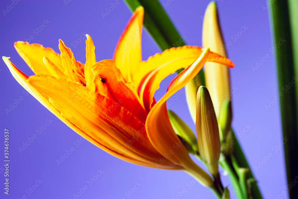 Obraz premium Lily flower, orange color, close-up on a purple background.
