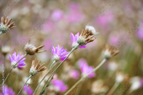 beautiful summer landscape with pink wild flowers