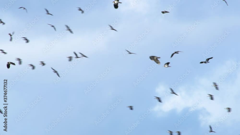 flocks of wild turns wheeling in blue sky flocks of wild turns wheeling in blue sky