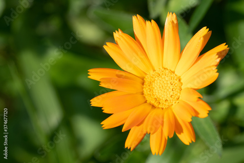 Orange yellow flower on a green background
