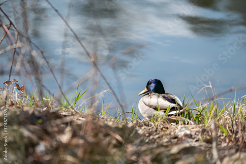 Wild duck in the grass