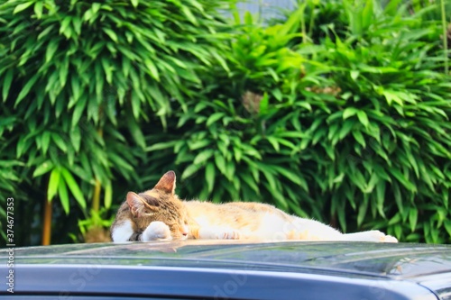 車の屋根で日向ぼっこしている猫