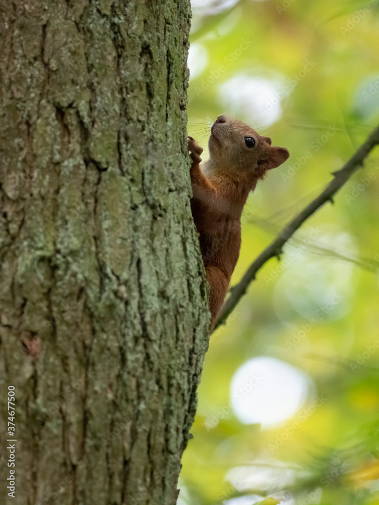 Obraz premium Eichhörnchen, Eichkater, Sciurus vulgaris