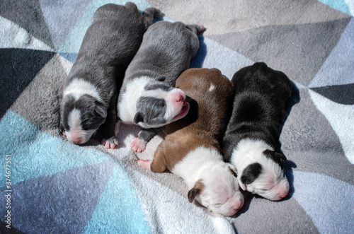 american staffordshire terrier cute newborn puppies beautiful dogs bright photo 