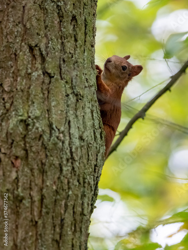 Eichhörnchen, Eichkater, Sciurus vulgaris © dina