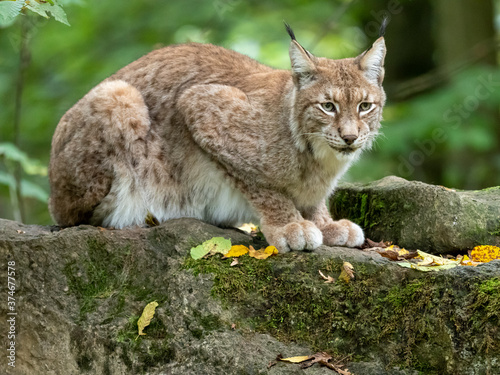 Eurasische Luchs, Luchs, Fauna, Katze, Lynx lynx