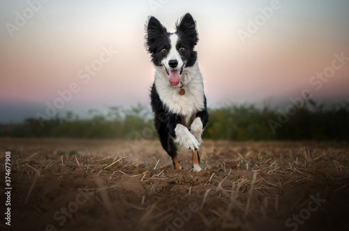 border collie dog lovely portrait walk the dog at sunset beautiful nature happy pet  © Kate