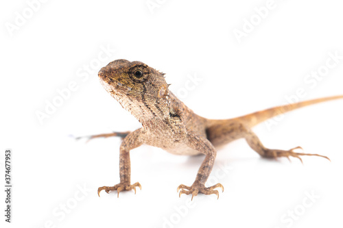 thai chameleon lizard, an isolated white background