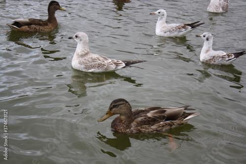 seagulls fly over the city pond