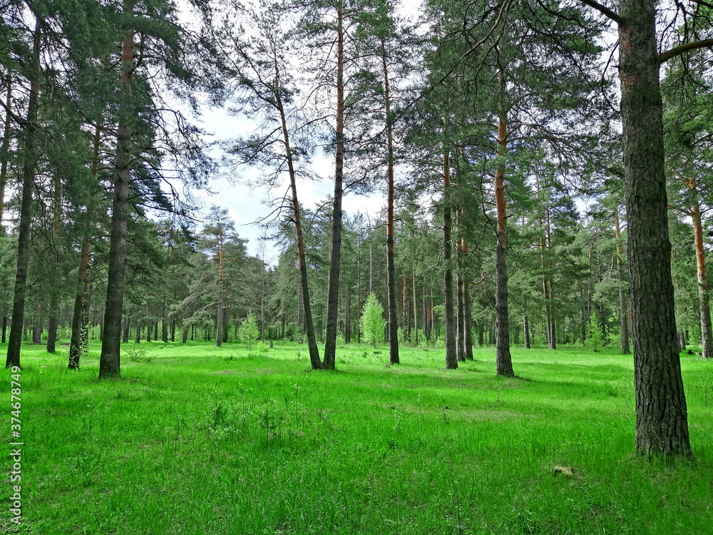 Fototapeta premium forest landscape in the morning